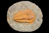 Hamatolenus vincenti Trilobite - Tinjdad, Morocco #173246-1